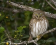 Ferruginous-Pygmy-Owl;Owl;Glaucidium-brasilianum;one-animal;close-up;color-image
